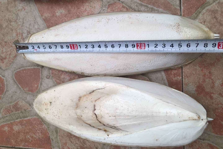 工業(yè)用墨魚骨代理報(bào)關(guān)進(jìn)口小知識(shí)，快來(lái)看一下