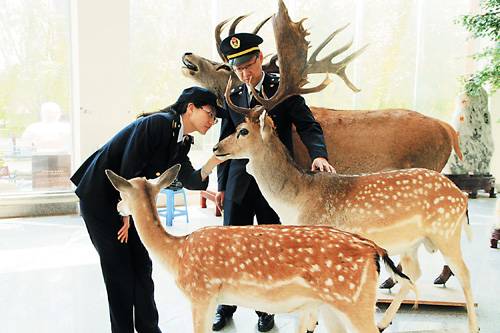 動物標本進口報關(guān)-動物標本是如何進口報關(guān)到國內(nèi)的?