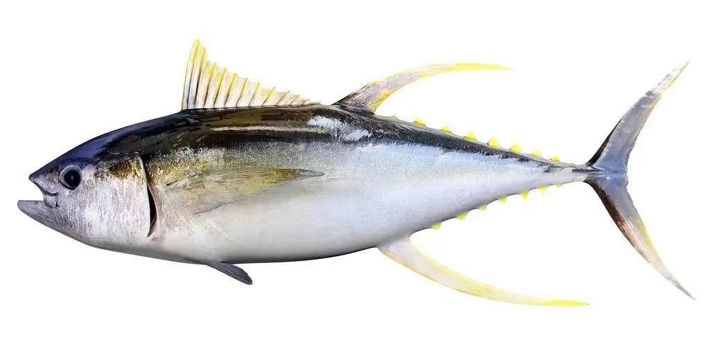 金槍魚的申報(bào)要素